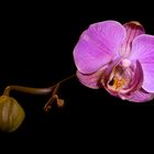 Orchidee - Blüte und Knospe