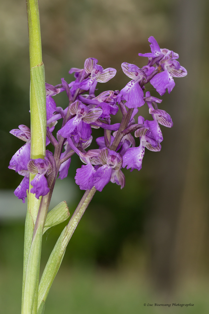 Orchidée bouffon