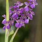 Orchidée bouffon