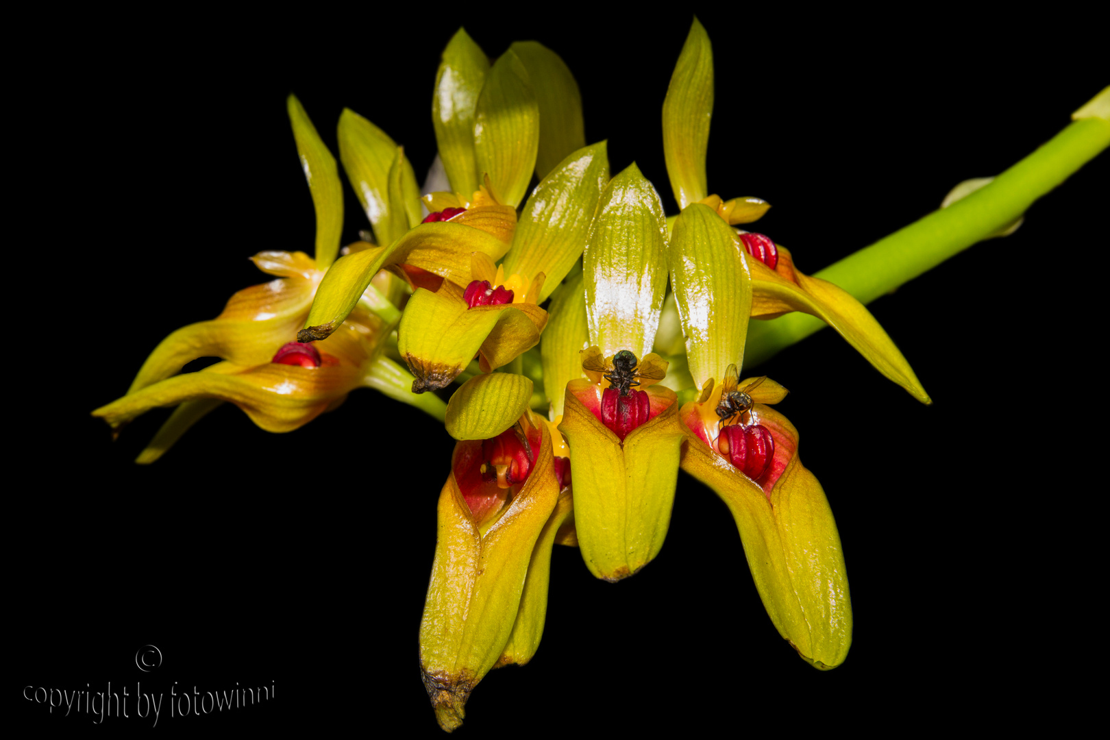 Orchidee - Bulbophyllum graveolens