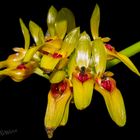 Orchidee - Bulbophyllum graveolens