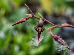 Orchidee Bulbophyllum saltatorium var . albociliatum befallen von Blattläusen