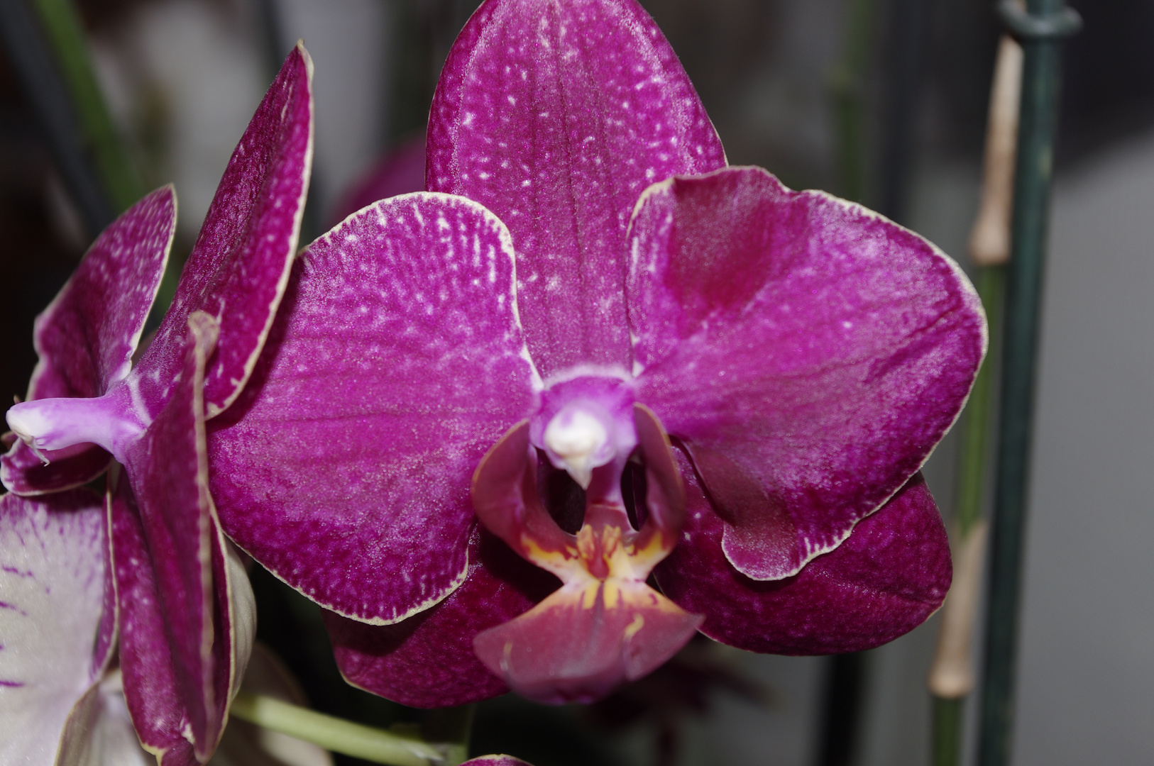 Orchidee bunt