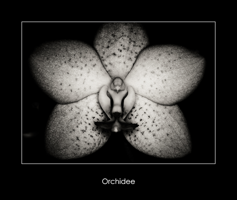 Orchidee b/w