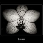 Orchidee b/w