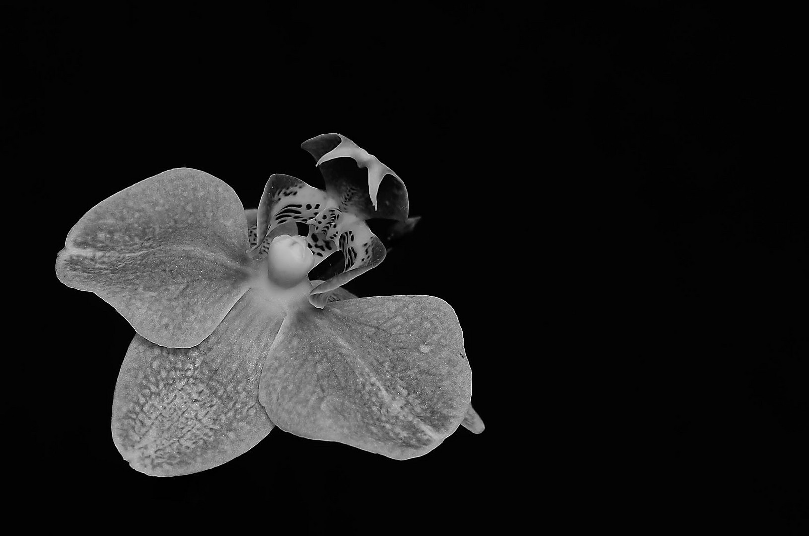 Orchidee b/w