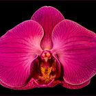 Orchidee