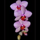 Orchidee...