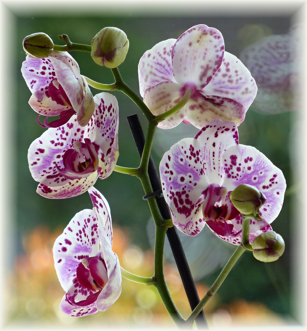 ORCHIDEE Foto & Bild pflanzen, pilze & flechten, blüten
