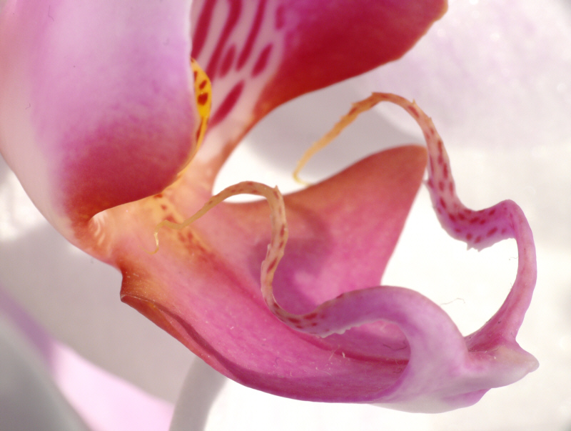 Orchidee