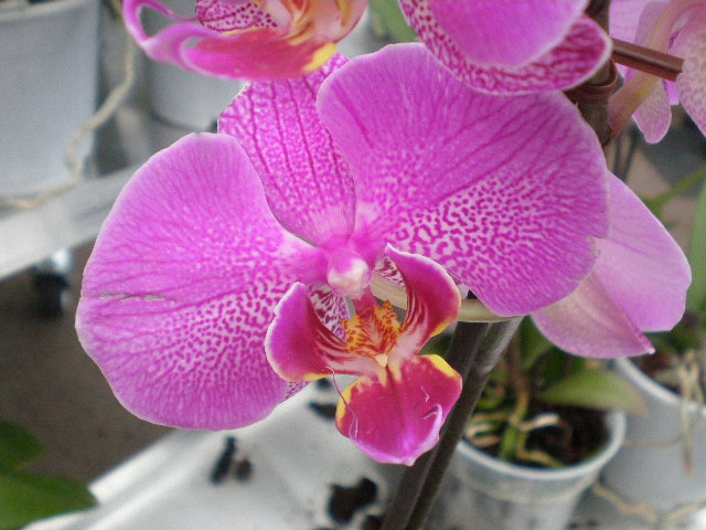 Orchidée