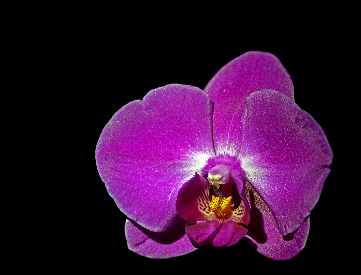 Orchidee