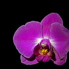 Orchidee