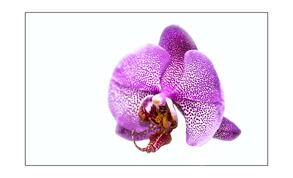 Orchidee