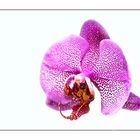 Orchidee