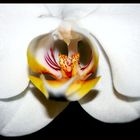 Orchidee