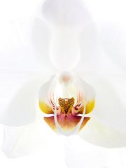 Orchidee