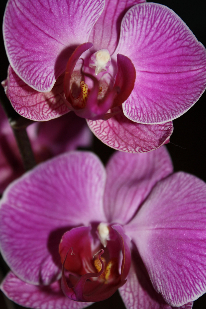 Orchidee