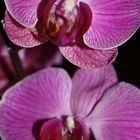 Orchidee