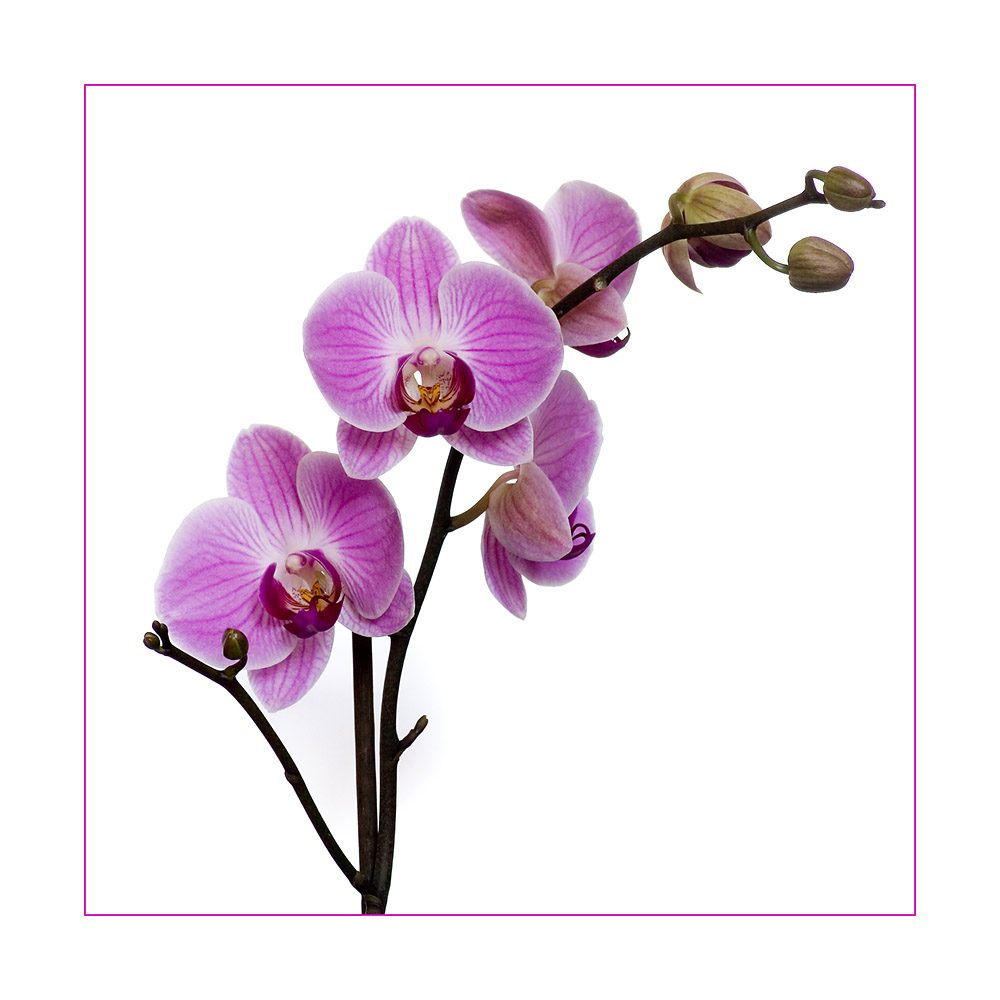 Orchidee Foto & Bild | pflanzen, pilze & flechten, blüten