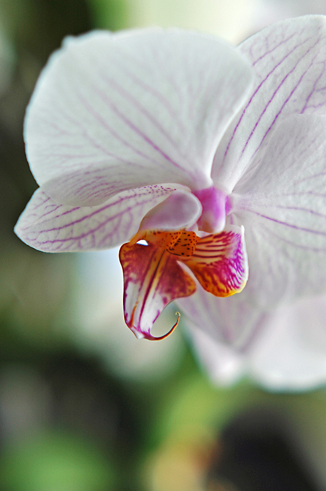 Orchidee