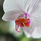 Orchidee