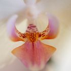 Orchidee