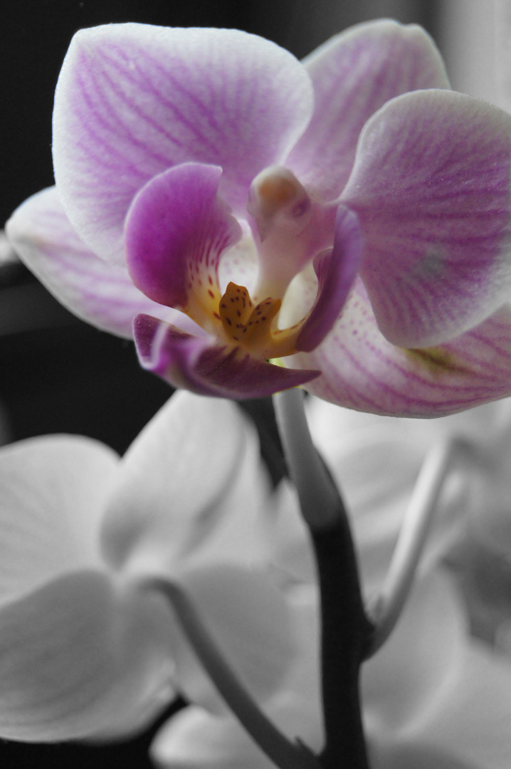 orchidee