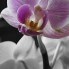 orchidee