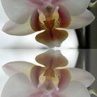 Orchidee