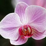 Orchidee