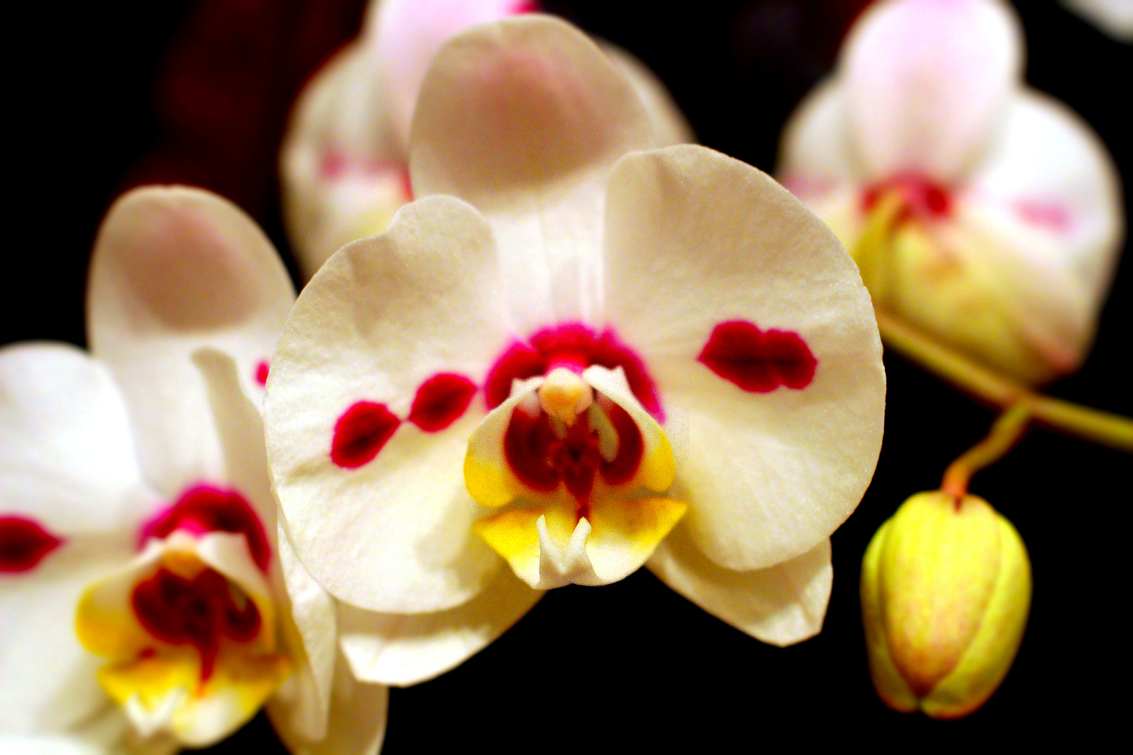 Orchidee