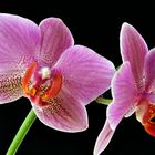 Orchidee