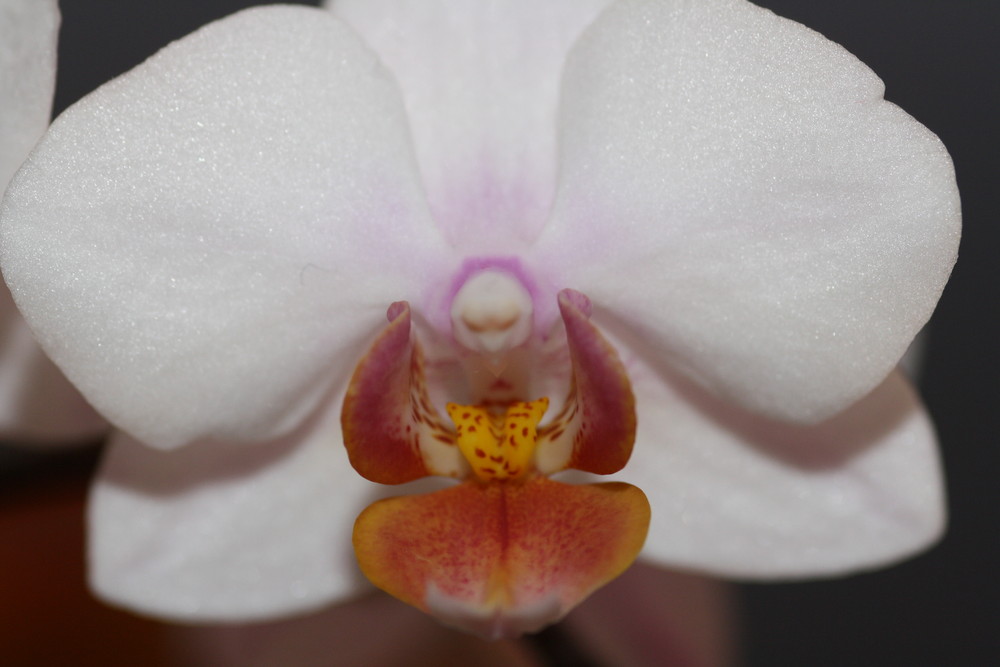 Orchidee