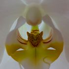 Orchidee