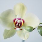 Orchidee