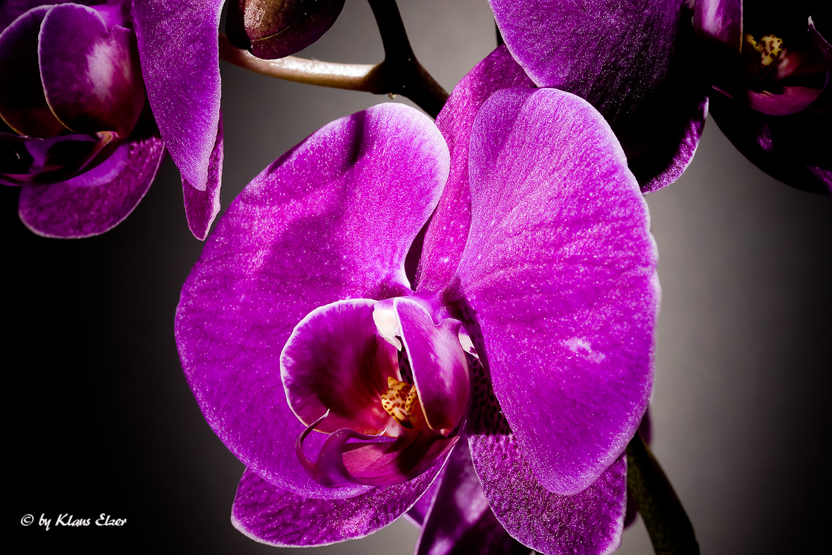 Orchidee 