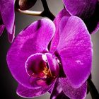 Orchidee 