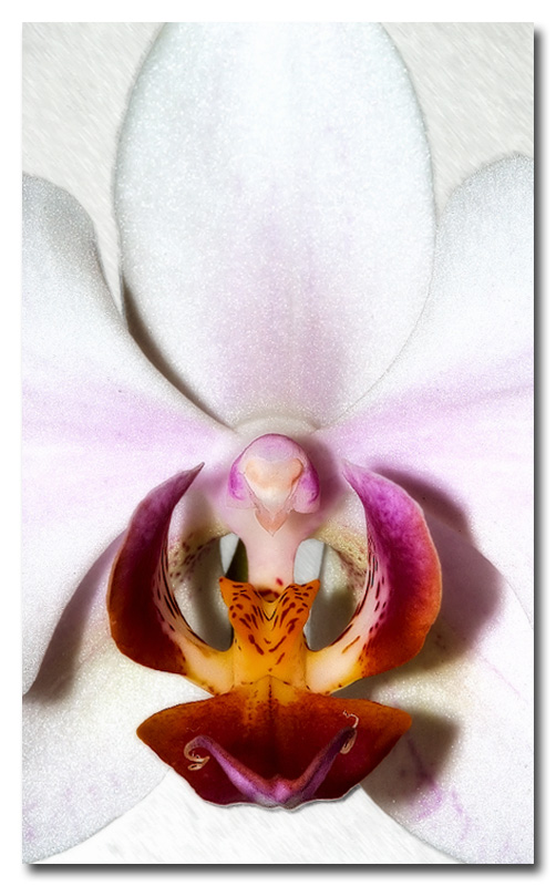 Orchidee