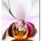 Orchidee