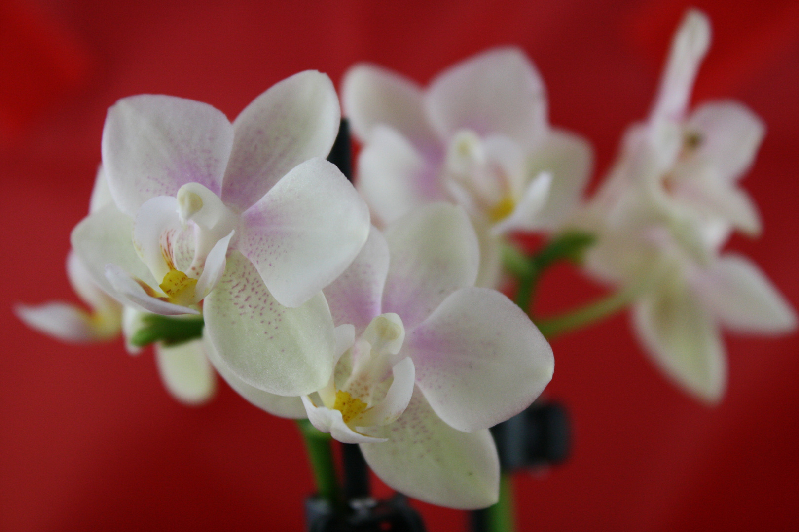 Orchidee