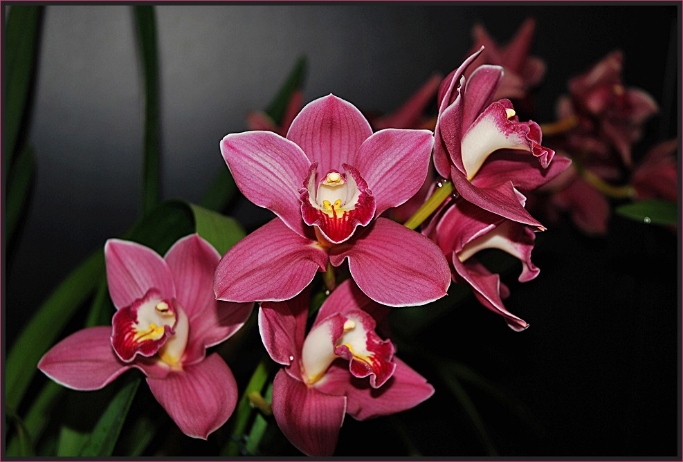 Orchidee