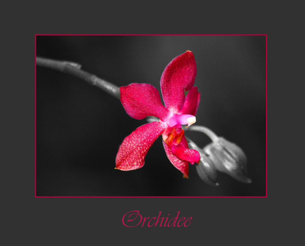 Orchidee