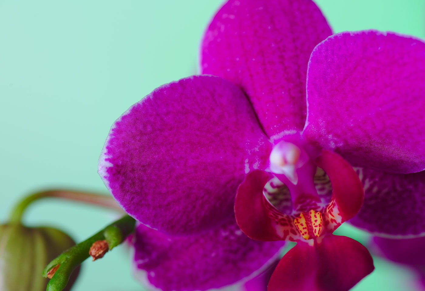 Orchidee