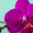 Orchidee