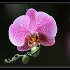 Orchidee