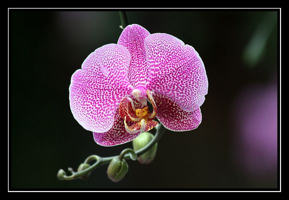Orchidee