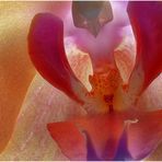 orchidee-...
