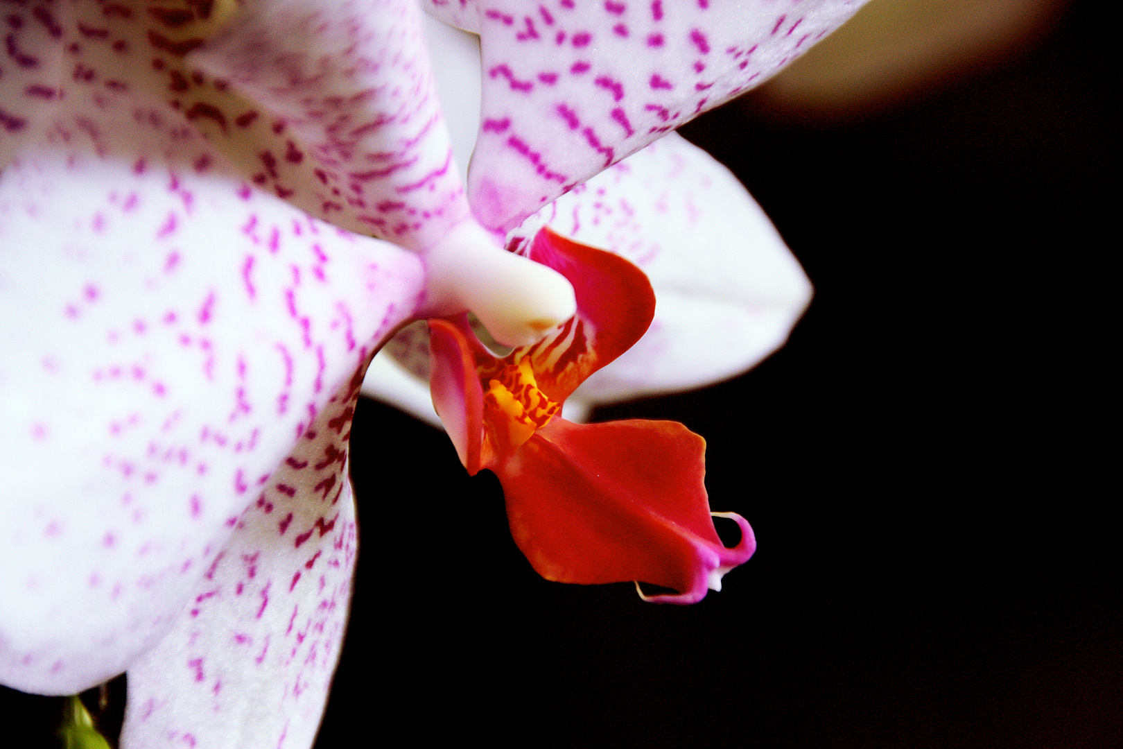 Orchidee