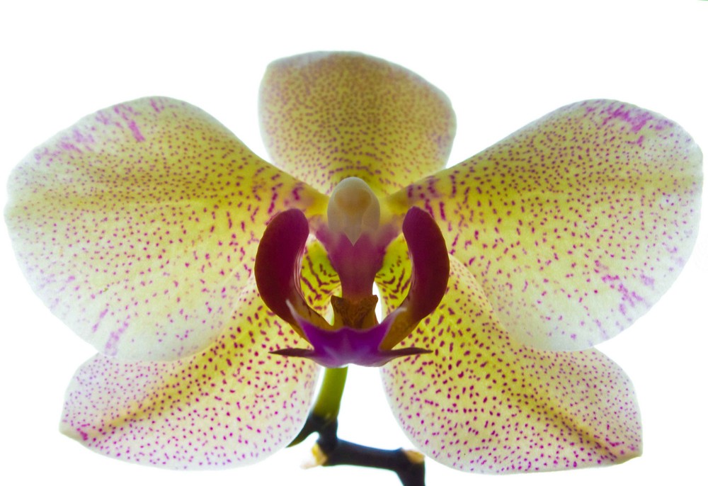 Orchidee